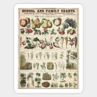 Healthy food habits agriculture educational vintage chart poster Magnet